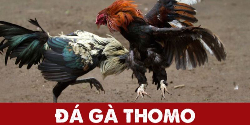 Đá Gà Thomo - Cá Cược Xanh Chín Thưởng Khủng Tận Tay